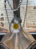 Larme de marguerite